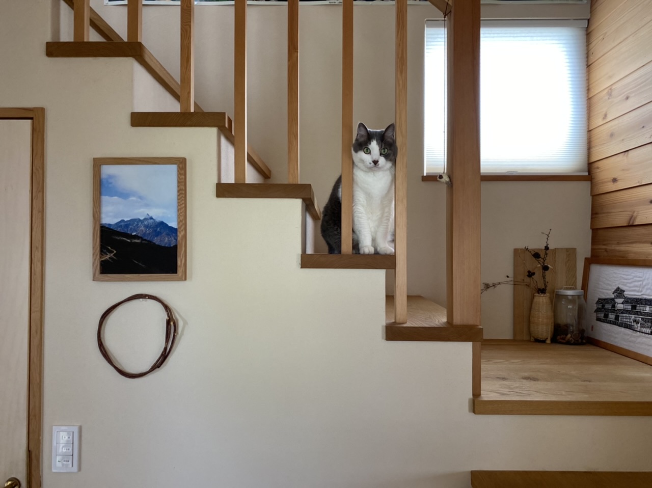 猫ちゃん居るおうちはキャットタワー的な階段おすすめです ひだまり設計工房 千葉県船橋市の小さな工務店